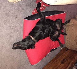Dog Doza Style lounger with very happy new owner